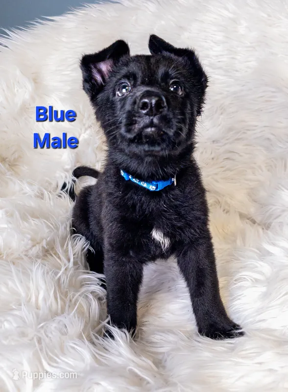 Blue Male – German Shepherd Dog puppy for sale in Lake City, FL