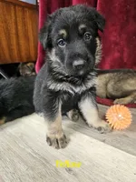 Yellow Collar Male, a male German Shepherd Dog for sale in Lake City, FL – Photo 9 of 10