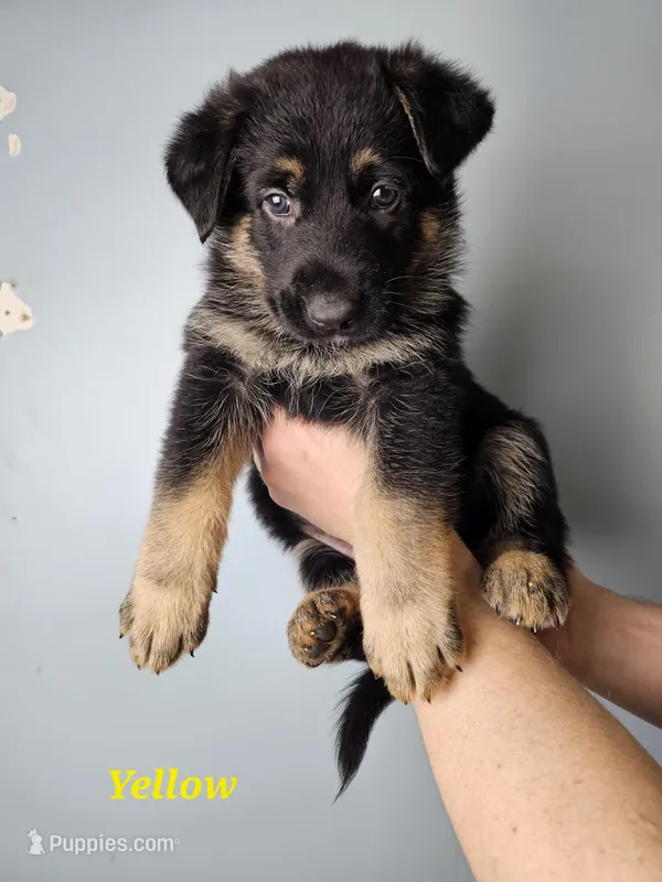 Yellow Collar Male – German Shepherd Dog puppy for sale in Lake City, FL