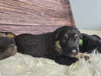 Yellow Collar Male, a male German Shepherd Dog for sale in Lake City, FL – Photo 6 of 10