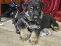 Yellow Collar Male, a male German Shepherd Dog for sale in Lake City, FL – Photo 10 of 10