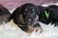 Yellow Collar Male, a male German Shepherd Dog for sale in Lake City, FL – Photo 5 of 10