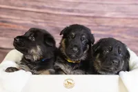 Yellow Collar Male, a male German Shepherd Dog for sale in Lake City, FL – Photo 8 of 10