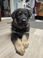 Yellow Collar Male, a male German Shepherd Dog for sale in Lake City, FL – Photo 3 of 10