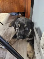 Yellow Collar Male, a male German Shepherd Dog for sale in Lake City, FL – Photo 7 of 10