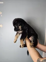 Yellow Collar Male, a male German Shepherd Dog for sale in Lake City, FL – Photo 2 of 10