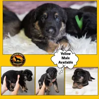 Yellow Collar Male, a male German Shepherd Dog for sale in Lake City, FL – Photo 4 of 10