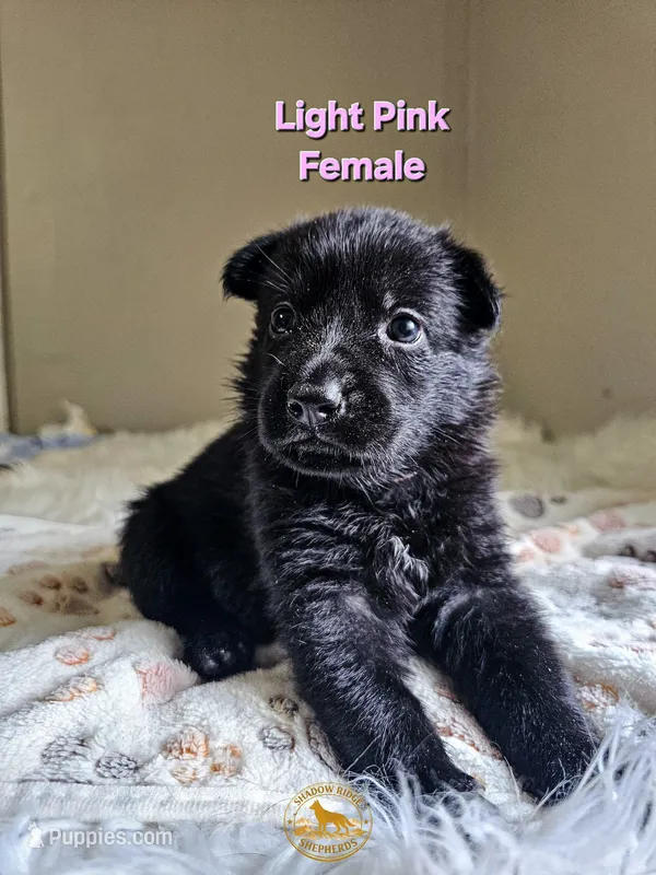 Light Pink Female – German Shepherd Dog puppy for sale in Lake City, FL