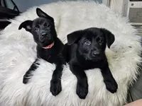 Hot Pink Female, a female German Shepherd Dog for sale in Lake City, FL – 5 of 9