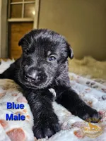 Blue Male, a male German Shepherd Dog for sale in Lake City, FL – 1 of 2