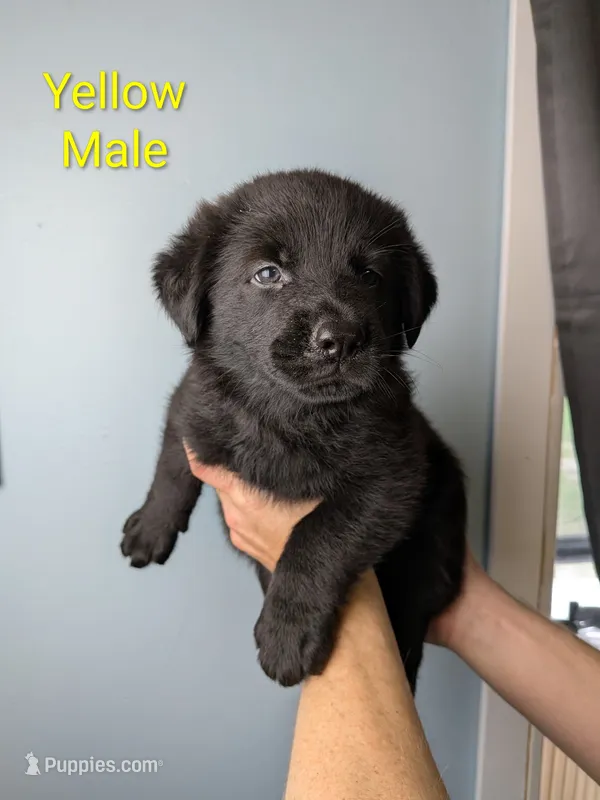 Yellow Male – German Shepherd Dog, Golden Retriever puppy for sale in Lake City, FL