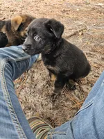 Orange Female, a female German Shepherd Dog and Golden Retriever for sale in Lake City, FL – 6 of 6
