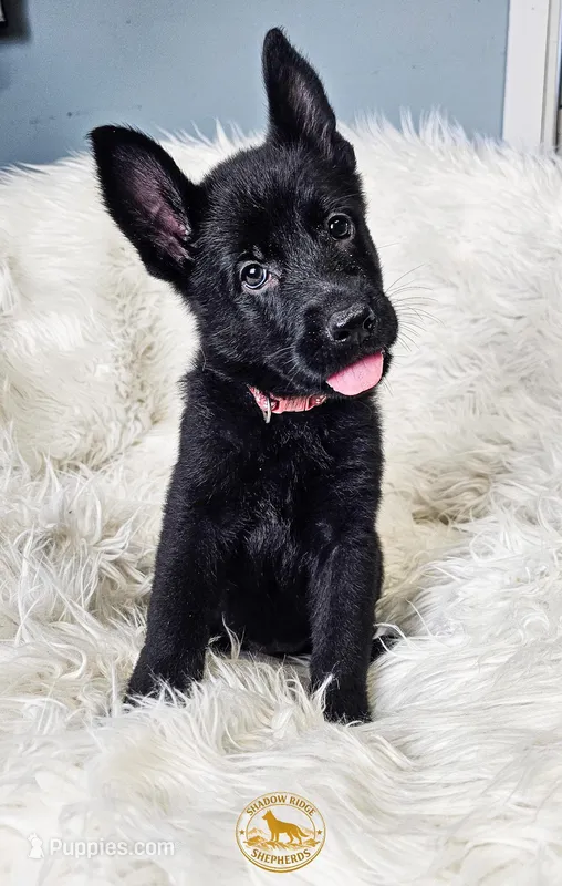 Hot Pink Female – German Shepherd Dog puppy for sale in Lake City, FL
