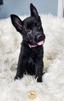 Hot Pink Female, a female German Shepherd Dog for sale in Lake City, FL – 6 of 9