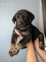 Orange Female, a female German Shepherd Dog and Golden Retriever for sale in Lake City, FL – 1 of 6