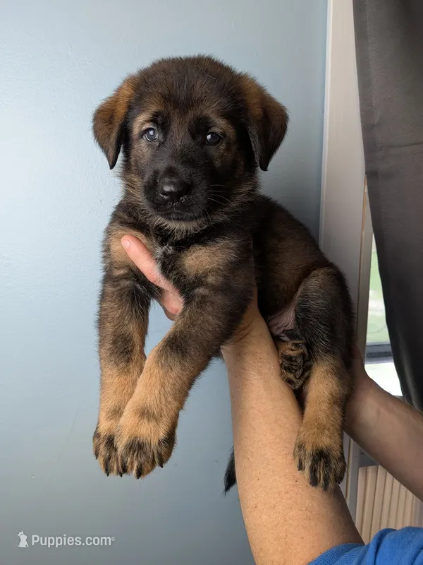 Blue Female – German Shepherd Dog, Golden Retriever puppy for sale in Lake City, FL