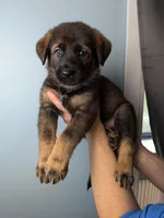 Blue Female, a female German Shepherd Dog and Golden Retriever for sale in Lake City, FL – 1 of 4