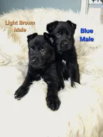 Light Brown Male, a male German Shepherd Dog for sale in Lake City, FL – 2 of 4