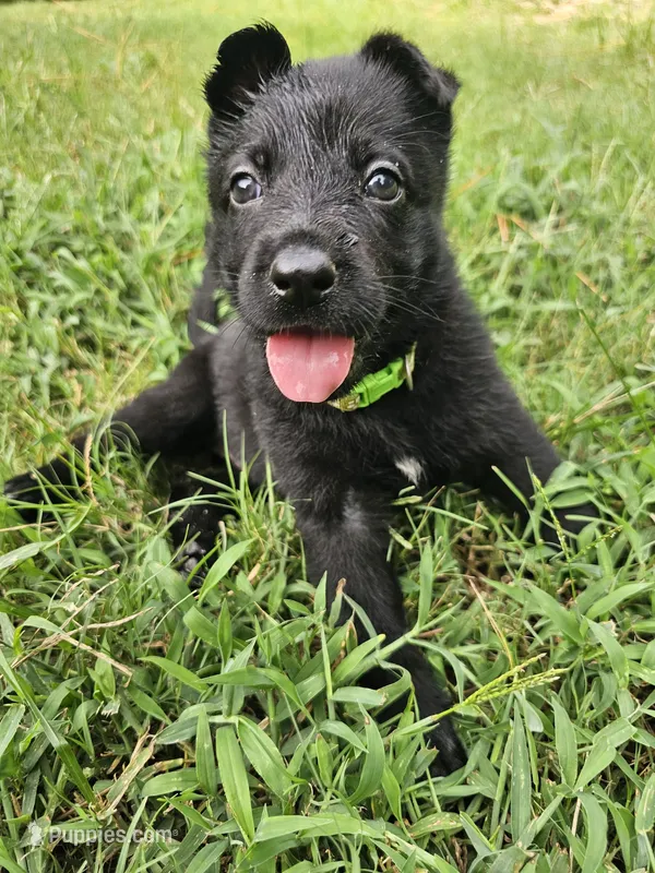 Green Female – German Shepherd Dog puppy for sale in Lake City, FL
