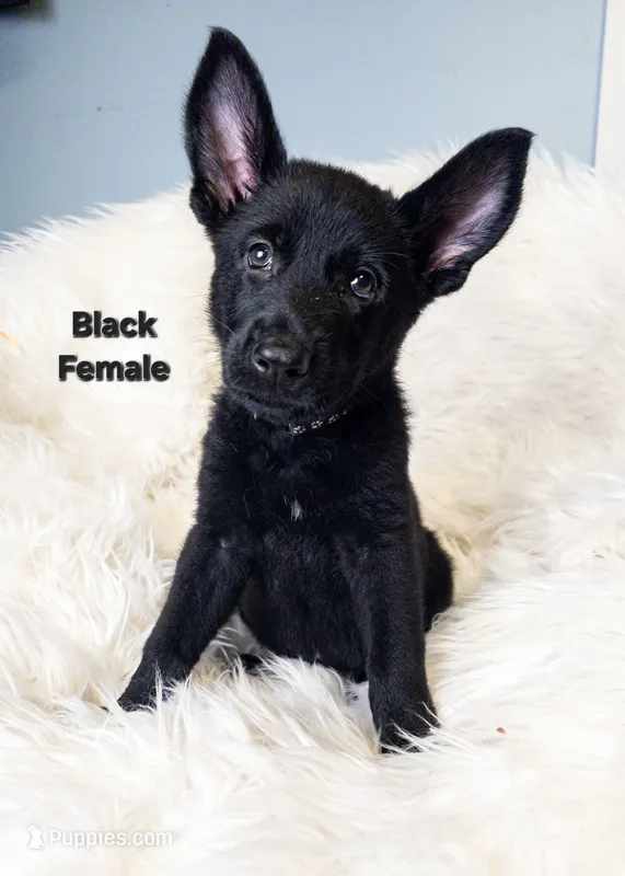Black Female – German Shepherd Dog puppy for sale in Lake City, FL