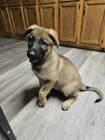 Tank (Orange Male), a male German Shepherd Dog for sale in Lake City, FL – 2 of 5