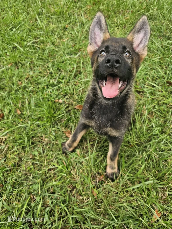 Red Female - Little Wolf – German Shepherd Dog puppy for sale in Lake City, FL