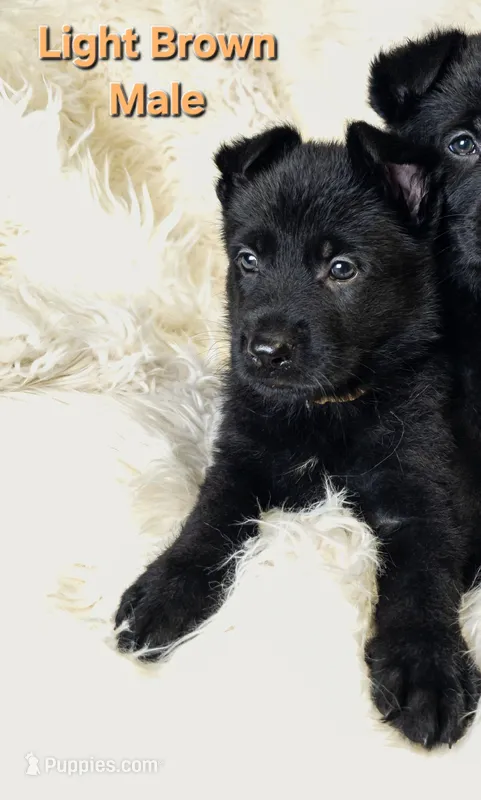 Light Brown Male – German Shepherd Dog puppy for sale in Lake City, FL