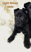 Light Brown Male, a male German Shepherd Dog for sale in Lake City, FL – 1 of 4