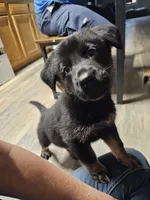 Orange Female, a female German Shepherd Dog and Golden Retriever for sale in Lake City, FL – 4 of 6