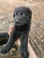 Yellow Male, a male German Shepherd Dog and Golden Retriever for sale in Lake City, FL – 3 of 5