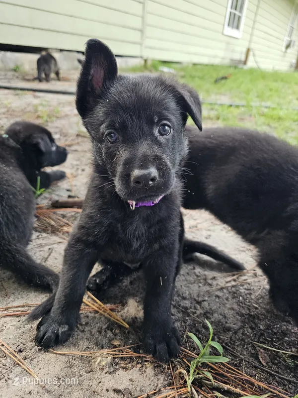 Purple Male – German Shepherd Dog puppy for sale in Lake City, FL