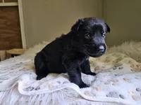 Black Female, a female German Shepherd Dog for sale in Lake City, FL – 2 of 2