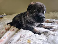 Red Female - Little Wolf, a female German Shepherd Dog for sale in Lake City, FL – 3 of 3