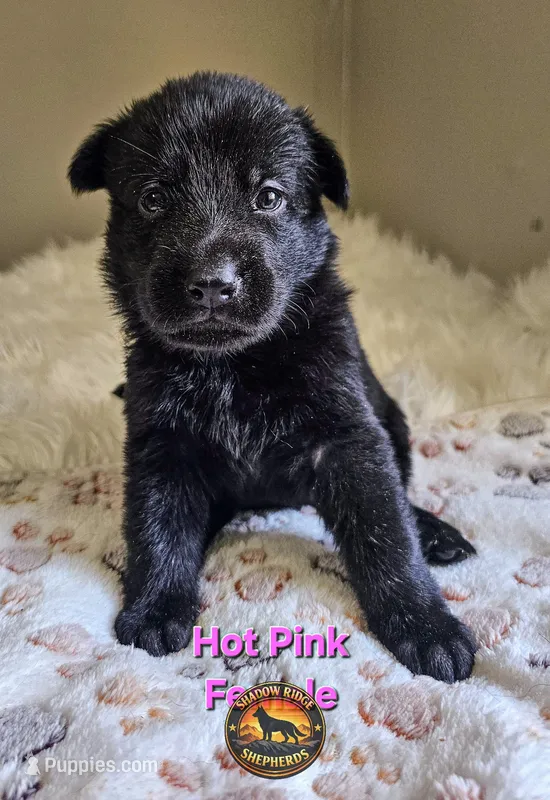 Hot Pink Female – German Shepherd Dog puppy for sale in Lake City, FL