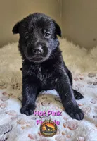 Hot Pink Female, a female German Shepherd Dog for sale in Lake City, FL – 1 of 3
