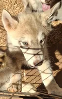 Cally, a female Native American Indian Dog for sale in Glade Hill, VA – 2 of 3