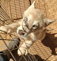 Cally, a female Native American Indian Dog for sale in Glade Hill, VA – 1 of 3