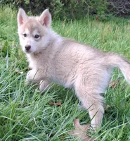 Cally, a female Native American Indian Dog for sale in Glade Hill, VA – 3 of 3