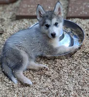 Tikaani, a female Native American Indian Dog for sale in Glade Hill, VA – 3 of 3
