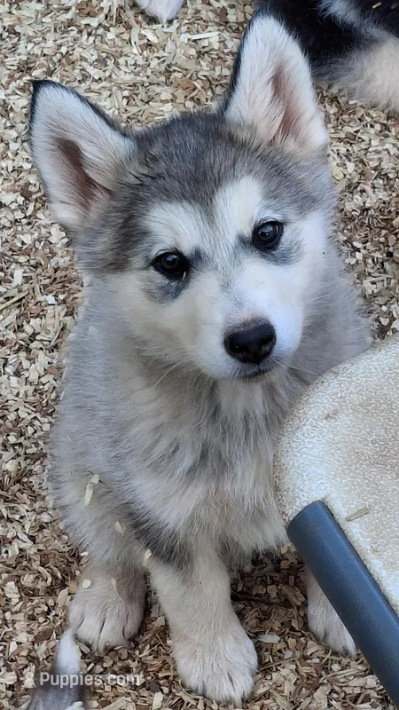 Tikaani – Native American Indian Dog puppy for sale in Glade Hill, VA