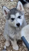 Tikaani, a female Native American Indian Dog for sale in Glade Hill, VA – 1 of 3