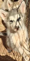 Tikaani, a female Native American Indian Dog for sale in Glade Hill, VA – 2 of 3