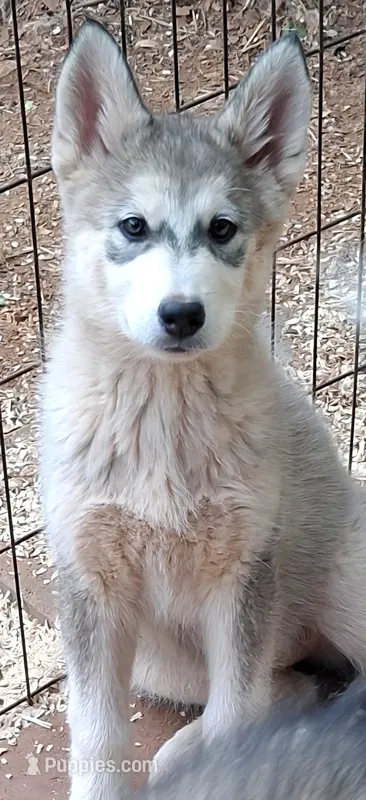 Tikaani – Native American Indian Dog puppy for sale in Glade Hill, VA