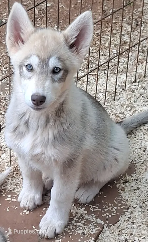 Cally – Native American Indian Dog puppy for sale in Glade Hill, VA