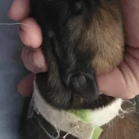 Sonny, a male Belgian Malinois for sale in Chesnee, SC – Photo 3 of 3