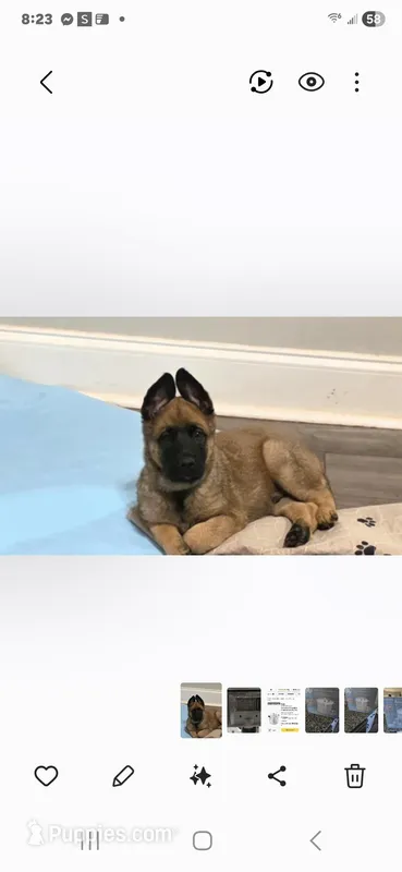 Sonny – Belgian Malinois puppy for sale in Chesnee, SC