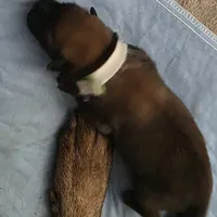 Sonny, a male Belgian Malinois for sale in Chesnee, SC – Photo 2 of 3