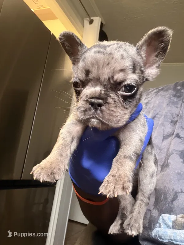 Kabal  – French Bulldog puppy for sale in Missouri City, TX