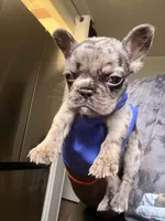 Kabal , a male French Bulldog for sale in Missouri City, TX – 1 of 3