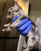 Kabal , a male French Bulldog for sale in Missouri City, TX – 2 of 3